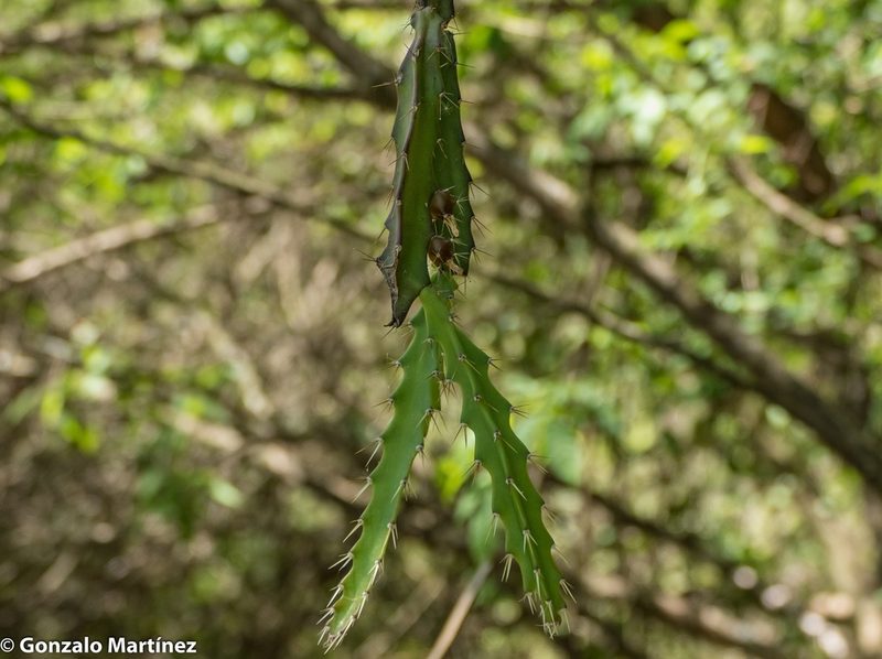 Pfeiffera ianthothele, photographed by Gonzalo Martinez