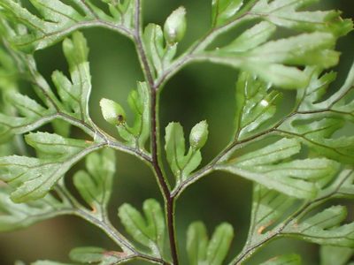 Hymenophyllum tunbrigense, photographed by Nicola van Berkel