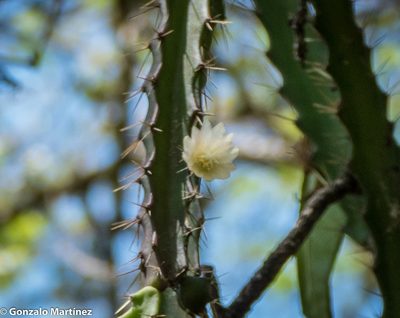 Pfeiffera ianthothele, photographed by Gonzalo Martinez