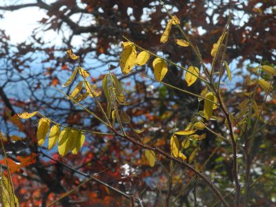 Robinia hispida, photographed by Michael J. Papay