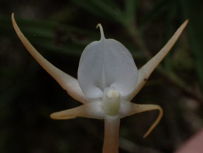 Angraecum conchiferum, photographed by Nicola van Berkel