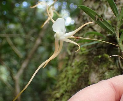 Angraecum conchiferum, photographed by Nicola van Berkel