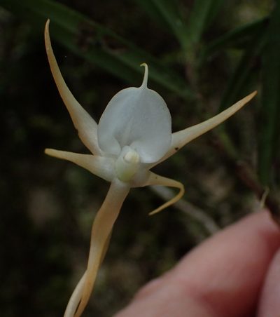 Angraecum conchiferum, photographed by Nicola van Berkel