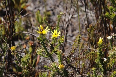 Cullumia setosa, photographed by Tony Rebelo