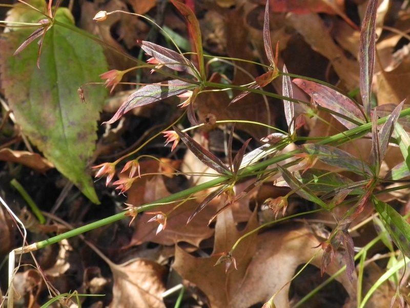 Lysimachia lanceolata, photographed by Michael J. Papay