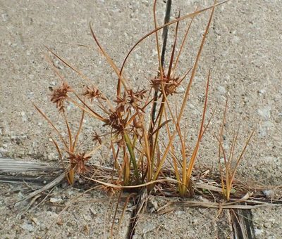 Cyperus dentatus, photographed by bobkennedy
