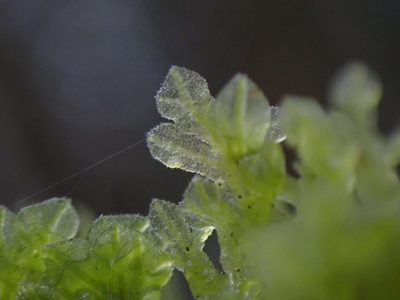 Metzgeria pubescens, photographed by Randal