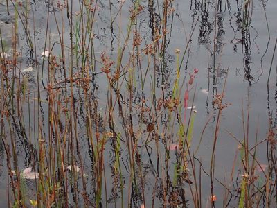 Juncus militaris, photographed by bobkennedy