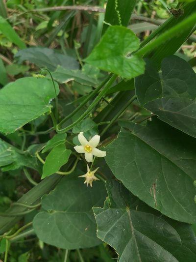 Gonolobus edulis, photographed by Jake Rehage