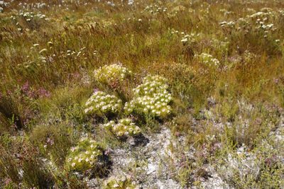 Serruria glomerata, photographed by Tony Rebelo