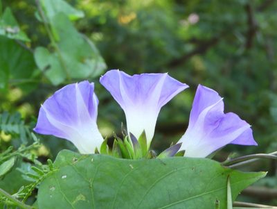 Ipomoea meyeri, photographed by Francisco Farriols Sarabia