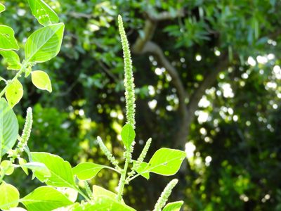 Amaranthus palmeri, photographed by Francisco Farriols Sarabia