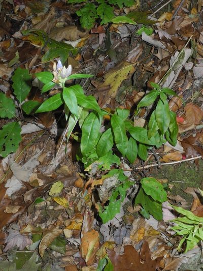 Gentiana decora, photographed by Michael J. Papay