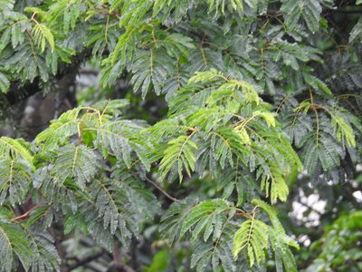 Albizia adianthifolia, photographed by Margaret Burger