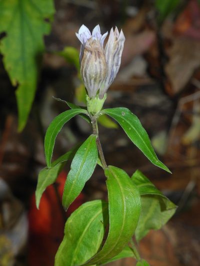 Gentiana decora, photographed by Michael J. Papay