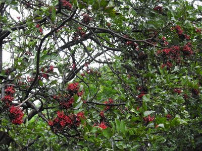 Schotia brachypetala, photographed by Margaret Burger