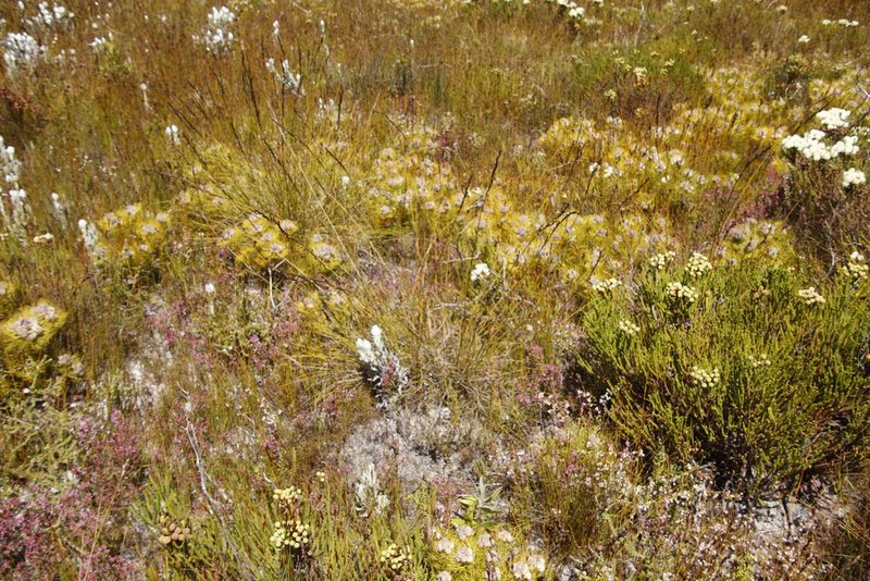 Tetraria flexuosa, photographed by Tony Rebelo
