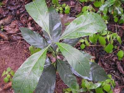Litsea glutinosa, photographed by Margaret Burger