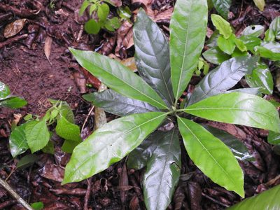 Litsea glutinosa, photographed by Margaret Burger