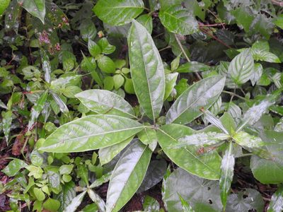 Litsea glutinosa, photographed by Margaret Burger