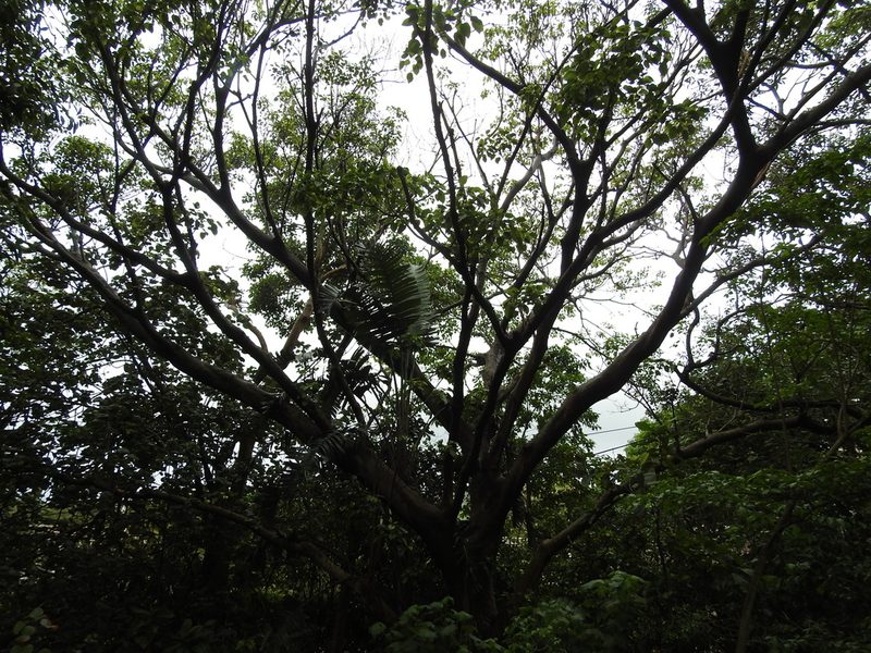 Ficus polita, photographed by Margaret Burger