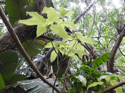 Ficus ingens, photographed by Margaret Burger