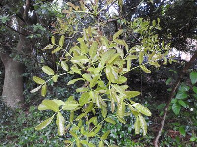 Kigelia africana, photographed by Margaret Burger