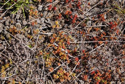 Crassula glomerata, photographed by Tony Rebelo