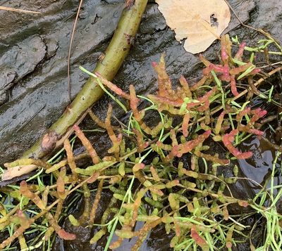 Salicornia maritima, photographed by scaup