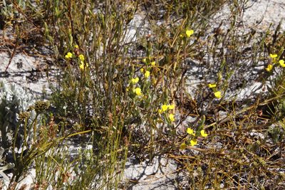 Rafnia crassifolia, photographed by Tony Rebelo