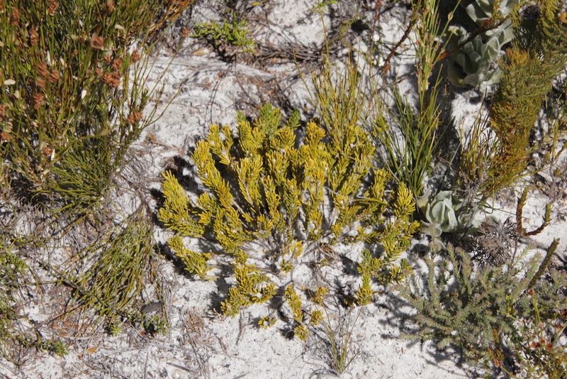 Thesium ericifolium, photographed by Tony Rebelo