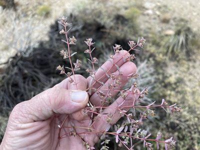 Euphorbia serpillifolia, photographed by CK2AZ