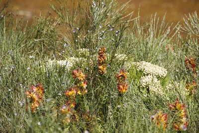 Mimetes hirtus, photographed by Tony Rebelo