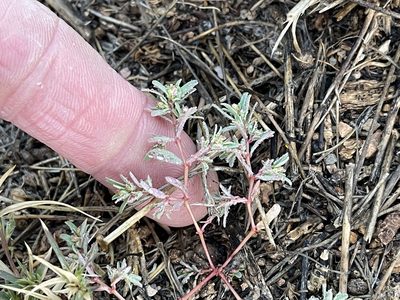 Euphorbia serpillifolia, photographed by CK2AZ