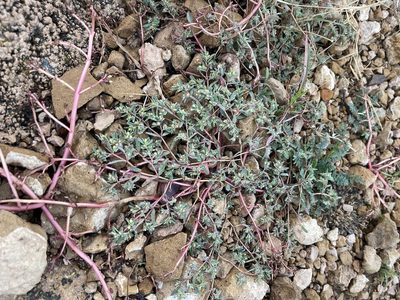 Euphorbia serpillifolia, photographed by CK2AZ