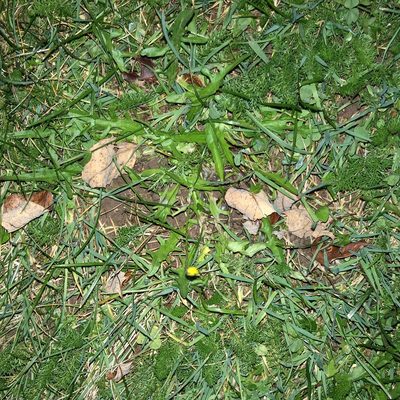 Scorzoneroides autumnalis, photographed by Jamie VanBuskirk