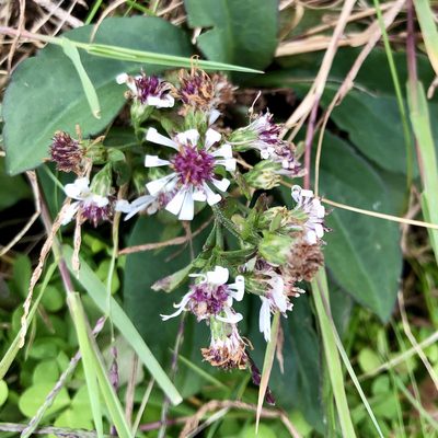 Symphyotrichum lateriflorum, photographed by Jamie VanBuskirk