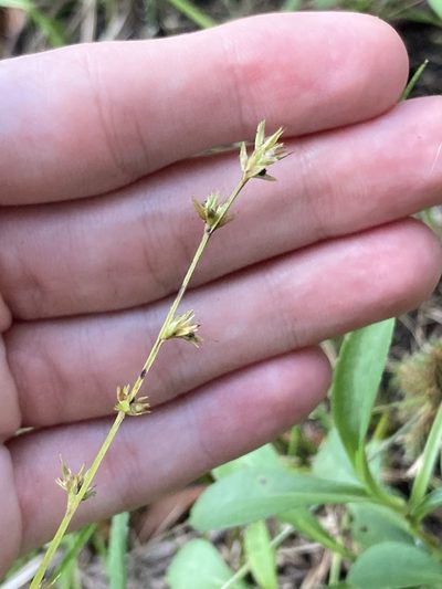 Scleria verticillata, photographed by Jade Fortnash