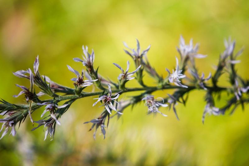 Liatris gracilis, photographed by Melissa McMasters