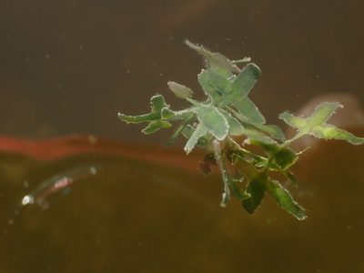 Lemna trisulca, photographed by Mary Krieger