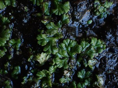 Ricciocarpos natans, photographed by Mary Krieger