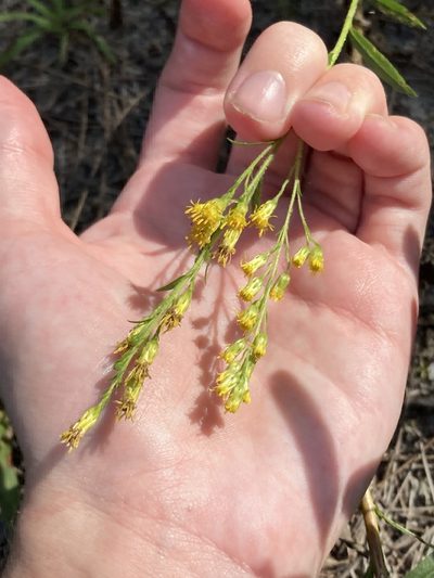 Solidago leavenworthii, photographed by Jade Fortnash