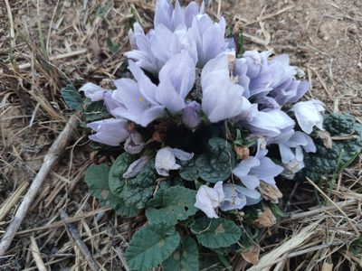 Mandragora officinarum, photographed by Santiago Martín-Bravo
