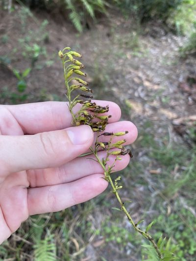 Solidago leavenworthii, photographed by Jade Fortnash