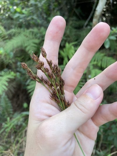Rhynchospora odorata, photographed by Jade Fortnash
