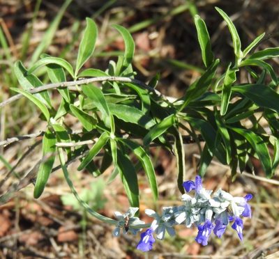 Salvia farinacea, photographed by saltyhiker