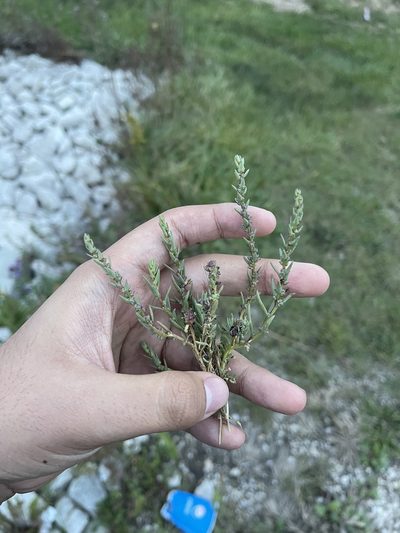 Suaeda calceoliformis, photographed by Brandon Corder