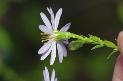 Symphyotrichum drummondii, photographed by Michelle W. （鍾偉瑋）