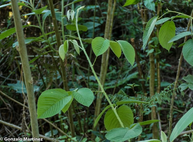 Rubus imperialis, photographed by Gonzalo Martinez