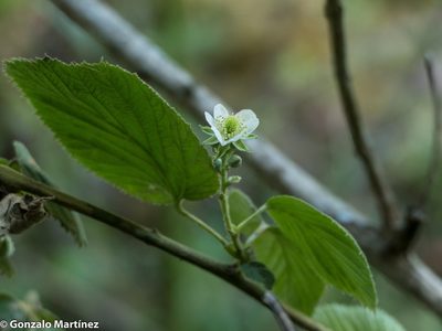Rubus imperialis, photographed by Gonzalo Martinez